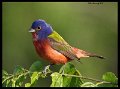_9SB9854 painted bunting